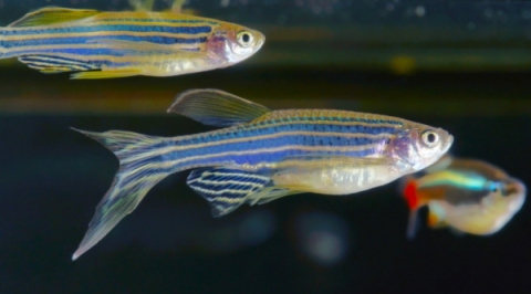 BPA Chemical Affects Brain Development in Zebrafish