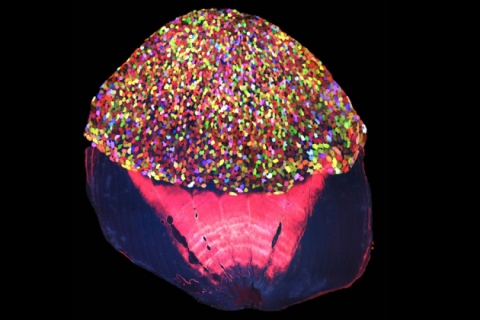 Transgenic zebrafish forms technicolour 'skinbow'